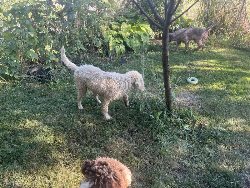 Fido, a beautiful 2 years old Lagotto Romagnolo