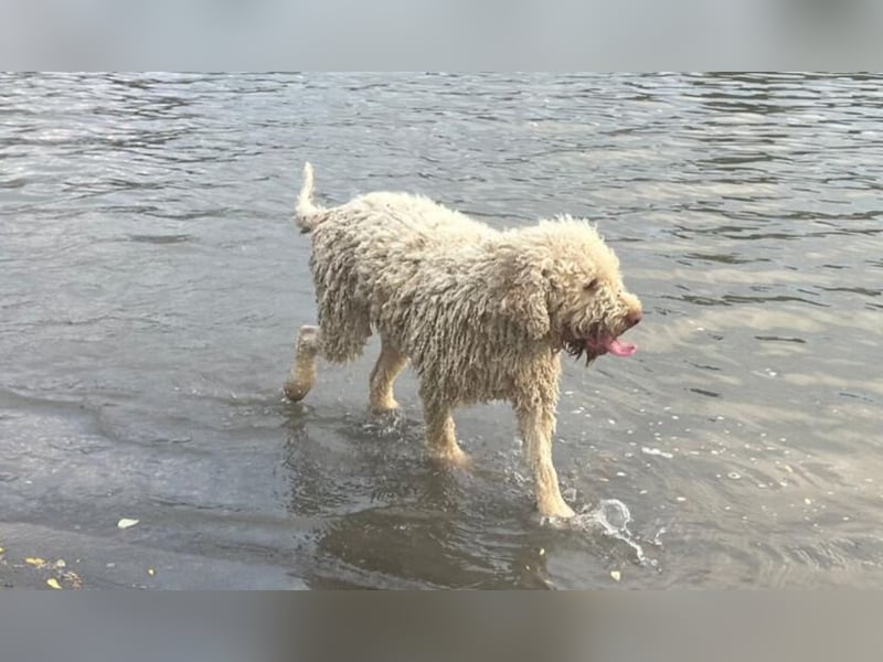 Fido, a beautiful 2 years old Lagotto Romagnolo
