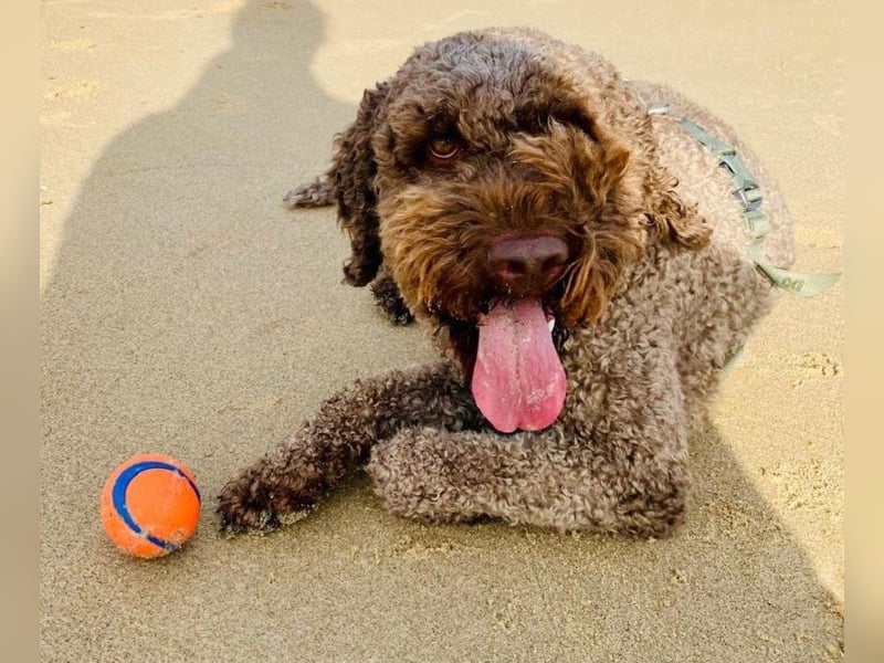 Chewie sucht derzeit keine Trüffel sondern ein tolles  Zuhause ….