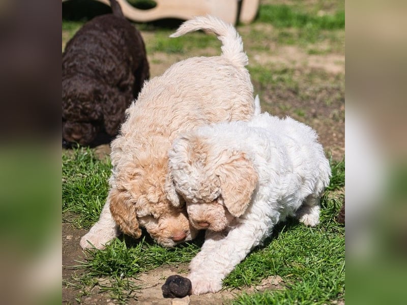 Wunderschöne Lagotto Romagnolo Welpen