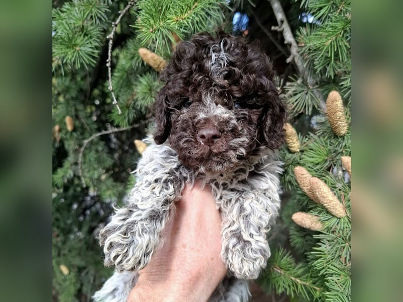Lagotto Romagnolo