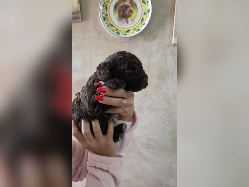 WELPEN LAGOTTO ROMAGNOLO