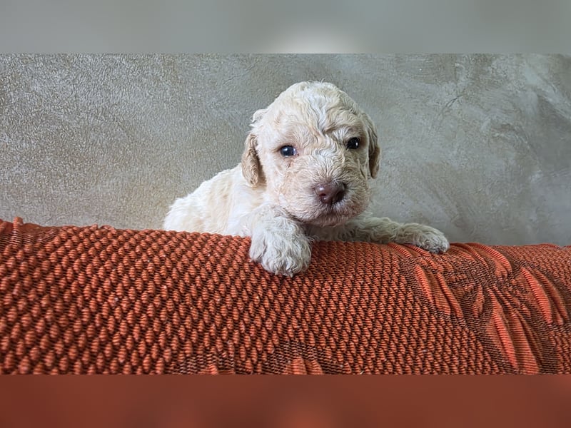 WELPEN LAGOTTO ROMAGNOLO
