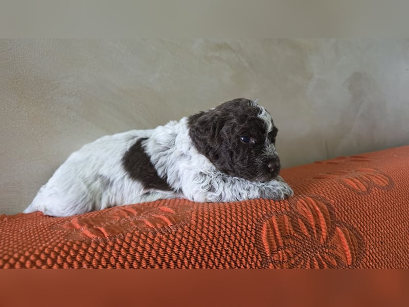 WELPEN LAGOTTO ROMAGNOLO
