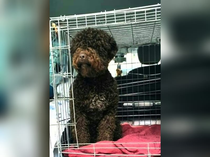 WELPEN LAGOTTO ROMAGNOLO