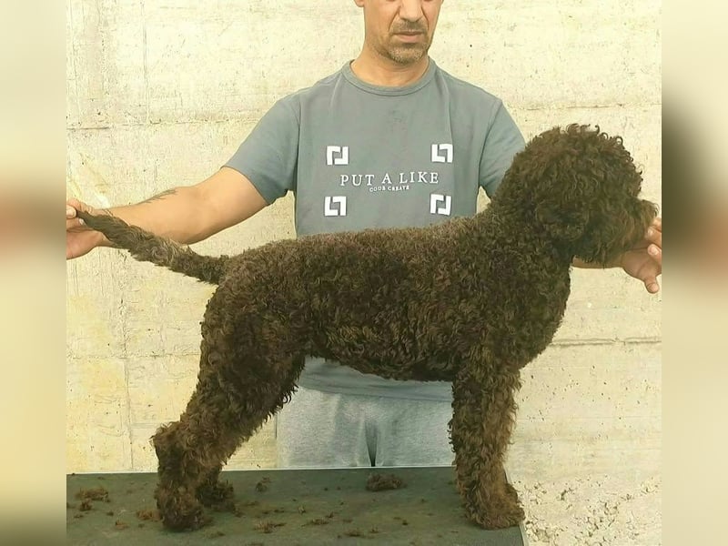 WELPEN LAGOTTO ROMAGNOLO