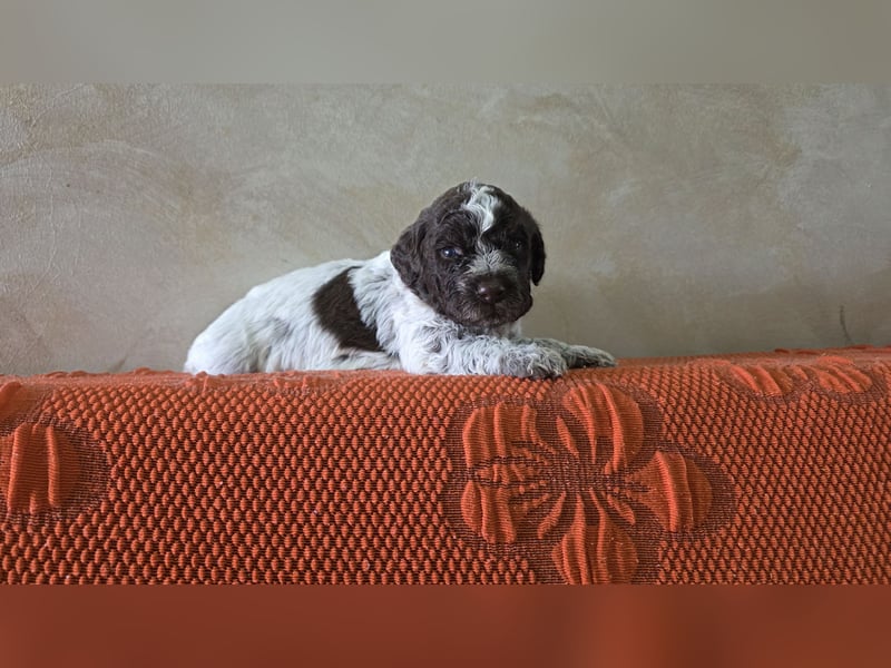 WELPEN LAGOTTO ROMAGNOLO