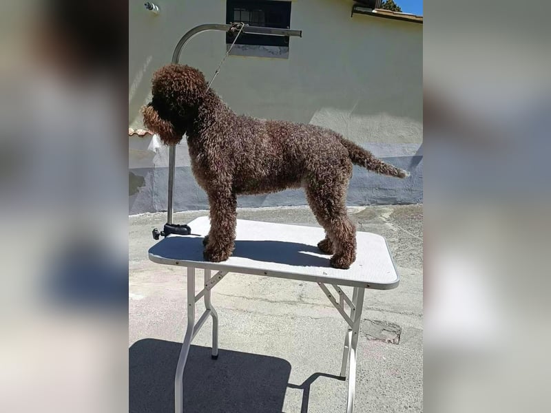 WELPEN LAGOTTO ROMAGNOLO
