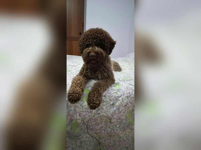 WELPEN LAGOTTO ROMAGNOLO
