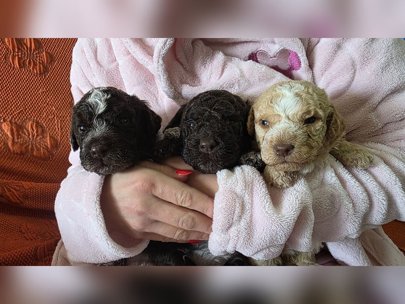WELPEN LAGOTTO ROMAGNOLO