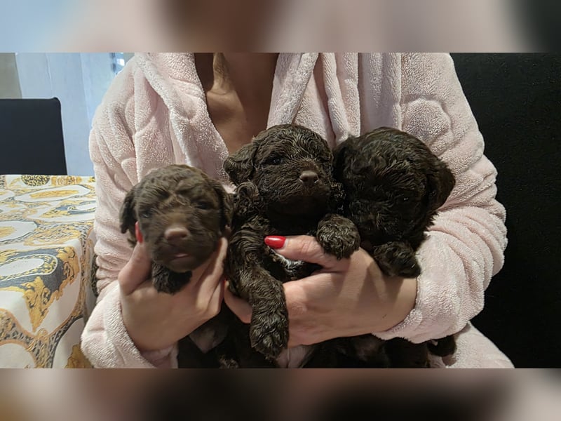 WELPEN LAGOTTO ROMAGNOLO