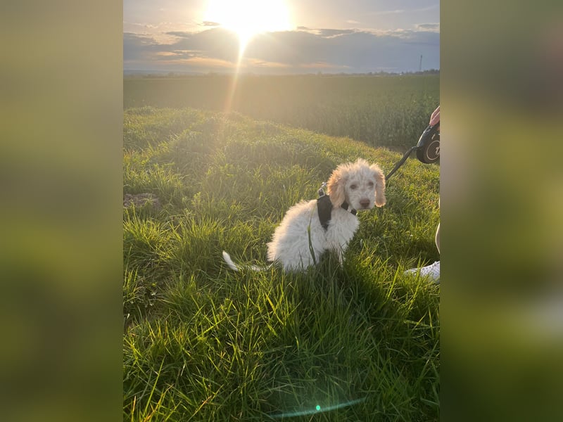 Lagotto Romagnolo 13 Wochen