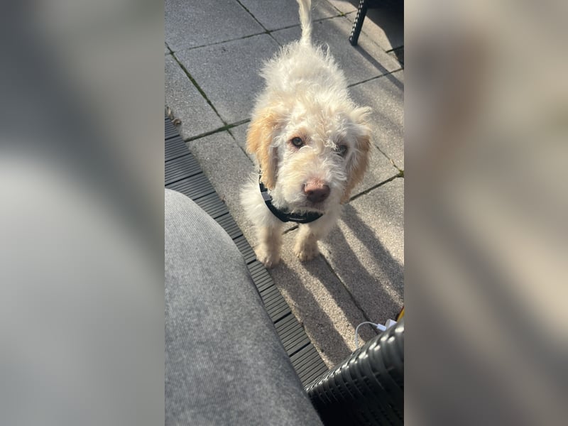 Lagotto Romagnolo 13 Wochen