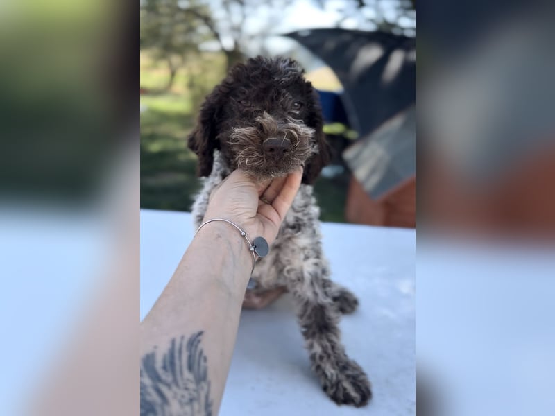 Cuccioli di Lagotto Romagnolo