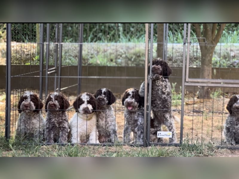 Cuccioli di Lagotto Romagnolo