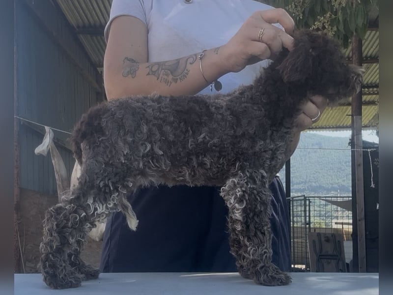 Cuccioli di Lagotto Romagnolo