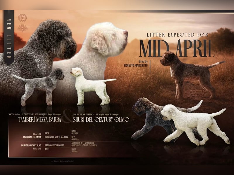 Cuccioli di Lagotto Romagnolo