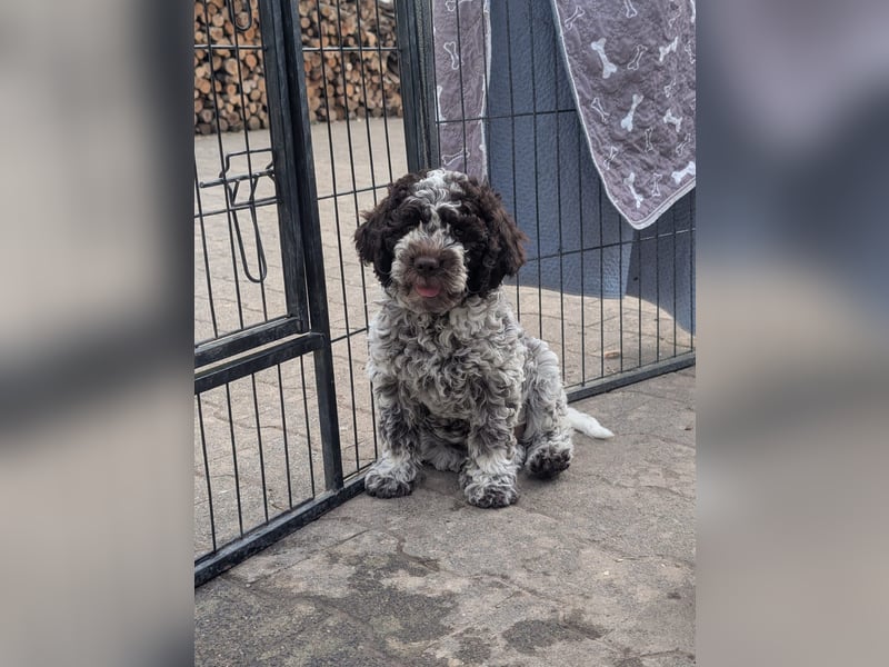 Verschmuste Lagotto-Buben