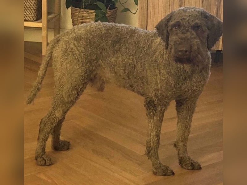 Chewie sucht noch immer wirklich passende Menschen VERMITTLUNGSHILFE