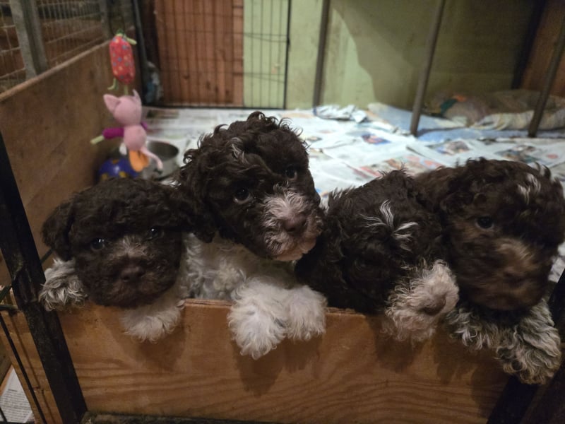 Lagotto Romagnolo Welpen in weiß -braun und braunschimmel
