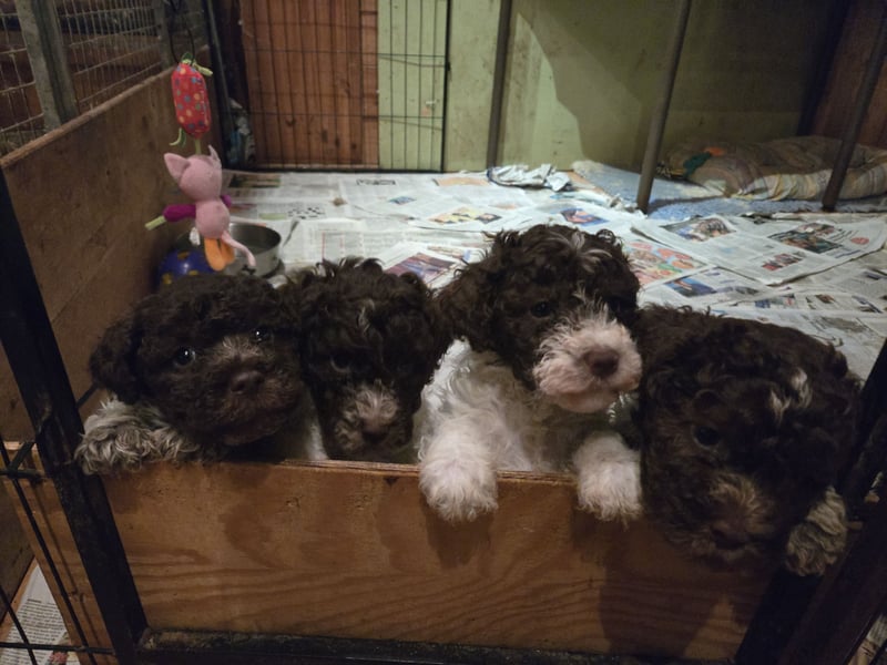 Lagotto Romagnolo Welpen in weiß -braun und braunschimmel