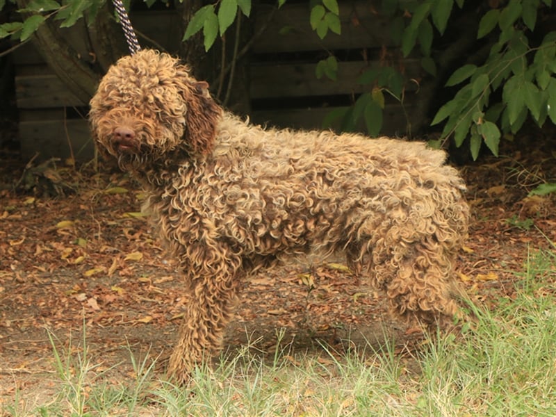 Lagotto romagnolo