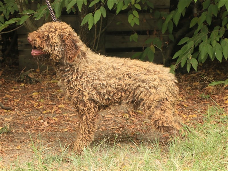 Lagotto romagnolo