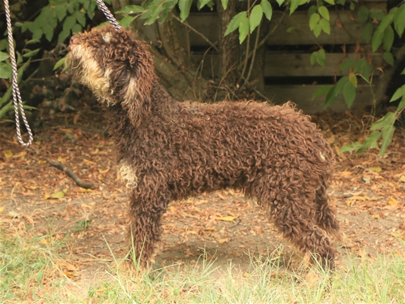 Lagotto romagnolo