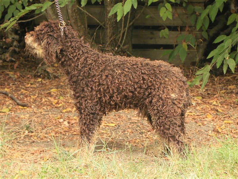 Lagotto romagnolo