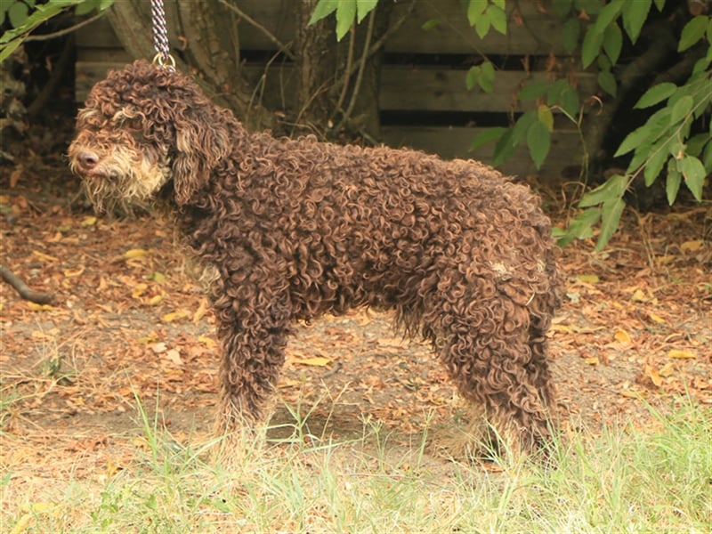 Lagotto romagnolo