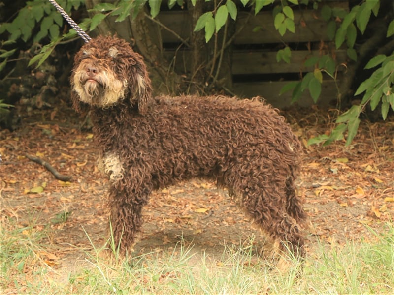 Lagotto romagnolo