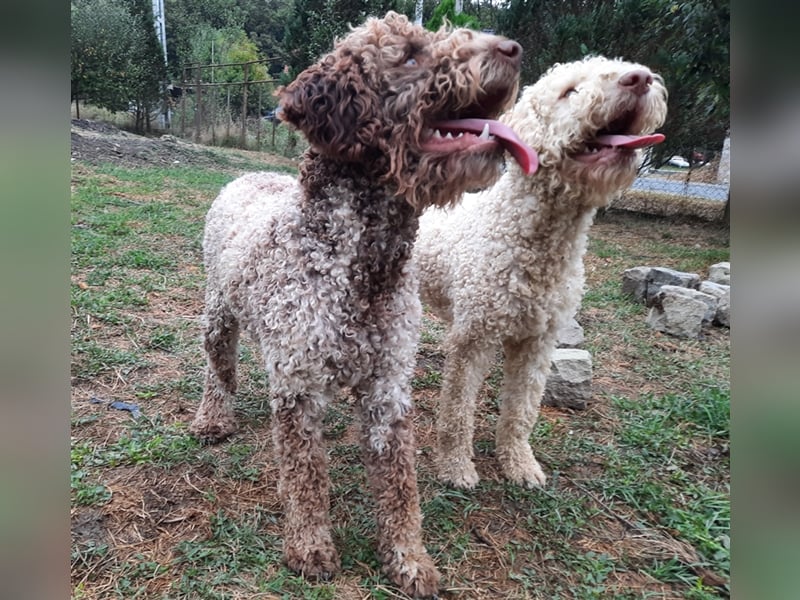 Reinrassige Lagotto Romagnolo-Welpen