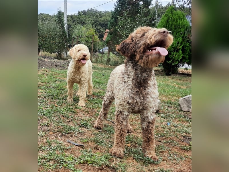 Reinrassige Lagotto Romagnolo-Welpen