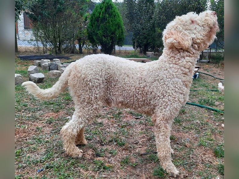 Reinrassige Lagotto Romagnolo-Welpen