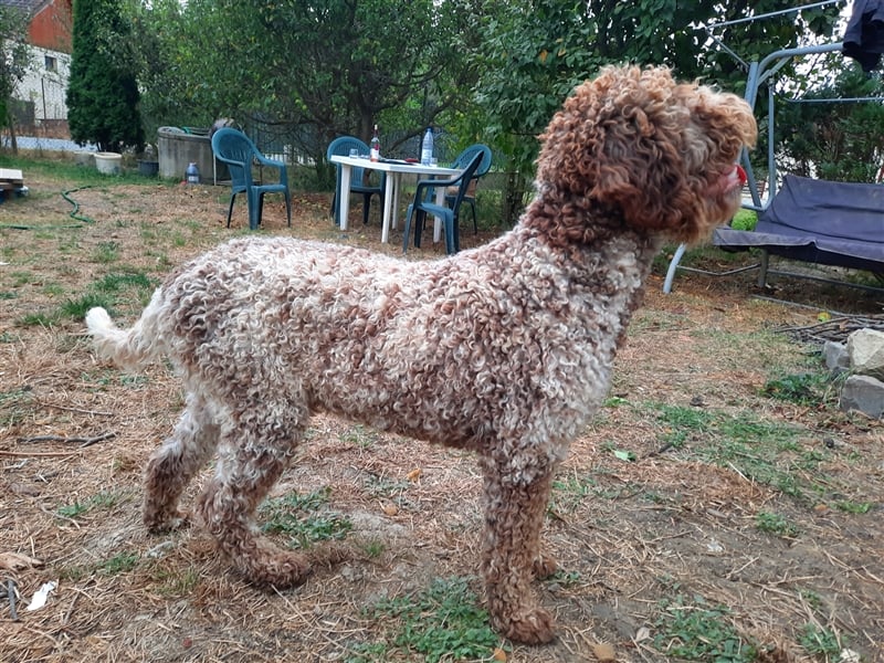 Reinrassige Lagotto Romagnolo-Welpen