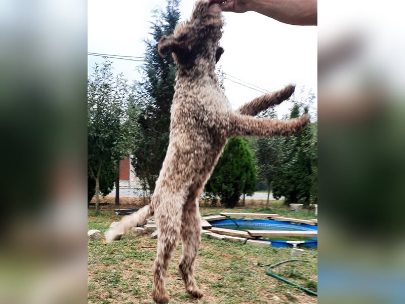 Reinrassige Lagotto Romagnolo-Welpen