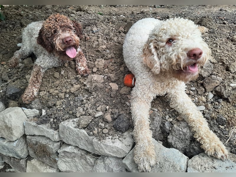 Reinrassige Lagotto Romagnolo-Welpen