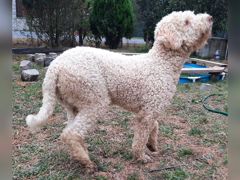 Reinrassige Lagotto Romagnolo-Welpen