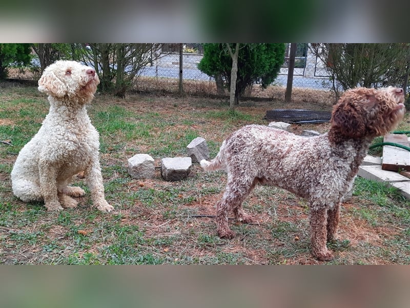 Reinrassige Lagotto Romagnolo-Welpen