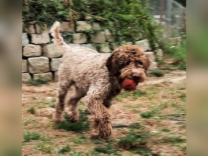 Reinrassige Lagotto Romagnolo-Welpen