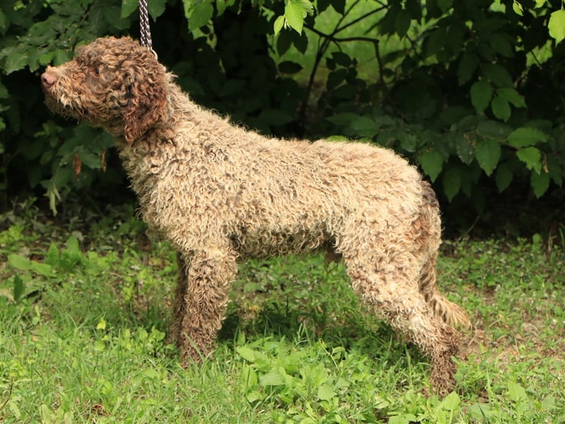 Lagotto romagnolo