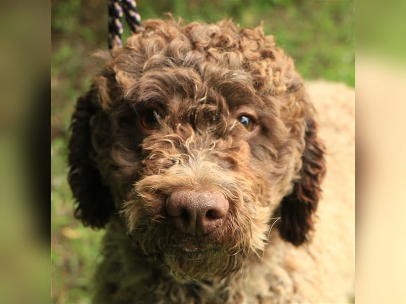 Lagotto romagnolo