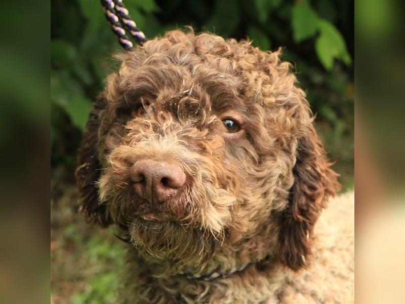 Lagotto romagnolo