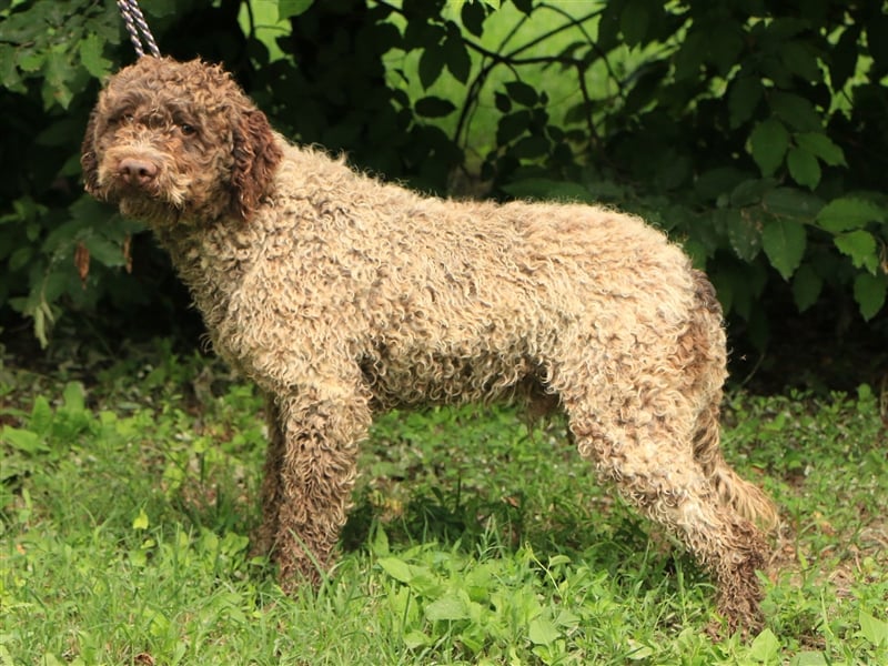 Lagotto romagnolo