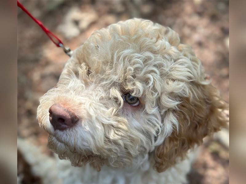 Gaius, 4 Monate alter Lagotto Romagnolo