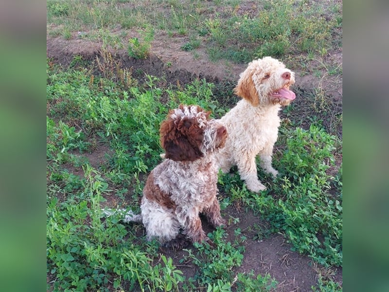 Gaius, 4 Monate alter Lagotto Romagnolo