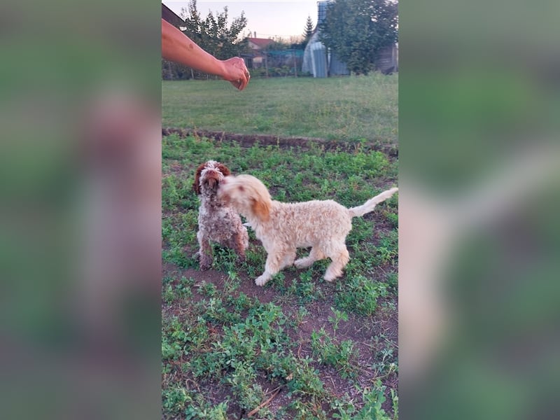 Gaius, 4 Monate alter Lagotto Romagnolo