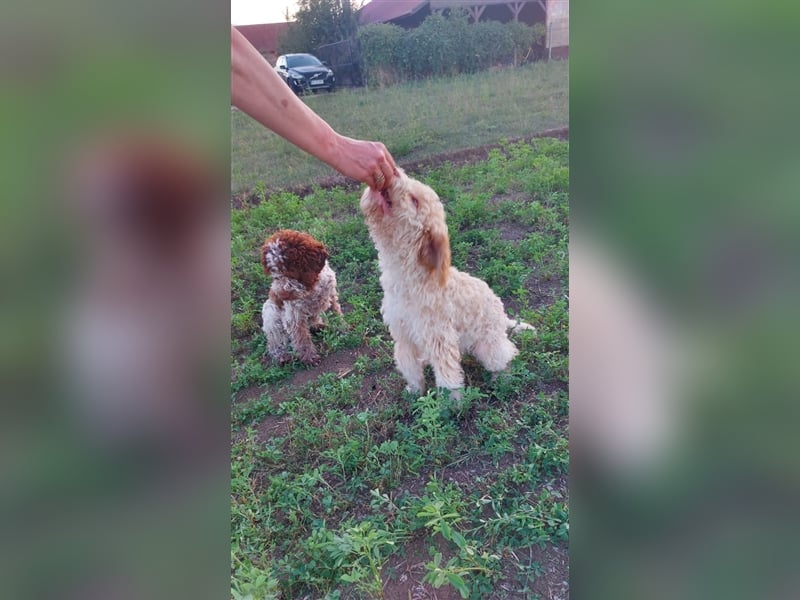 Gaius, 4 Monate alter Lagotto Romagnolo