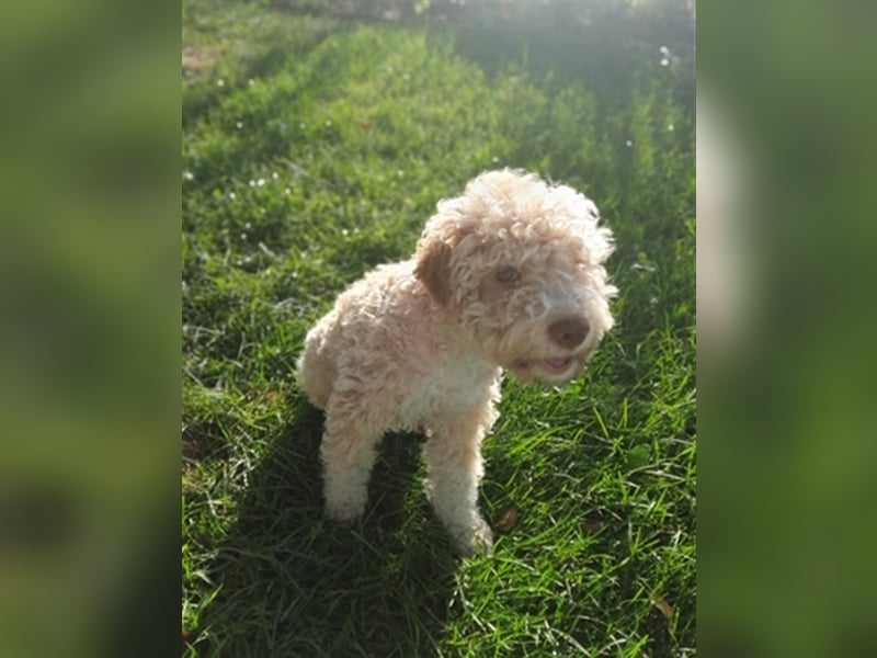 Gaius, 4 Monate alter Lagotto Romagnolo