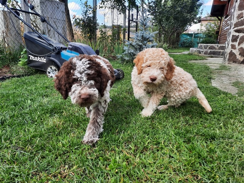 Gaius, 4 Monate alter Lagotto Romagnolo